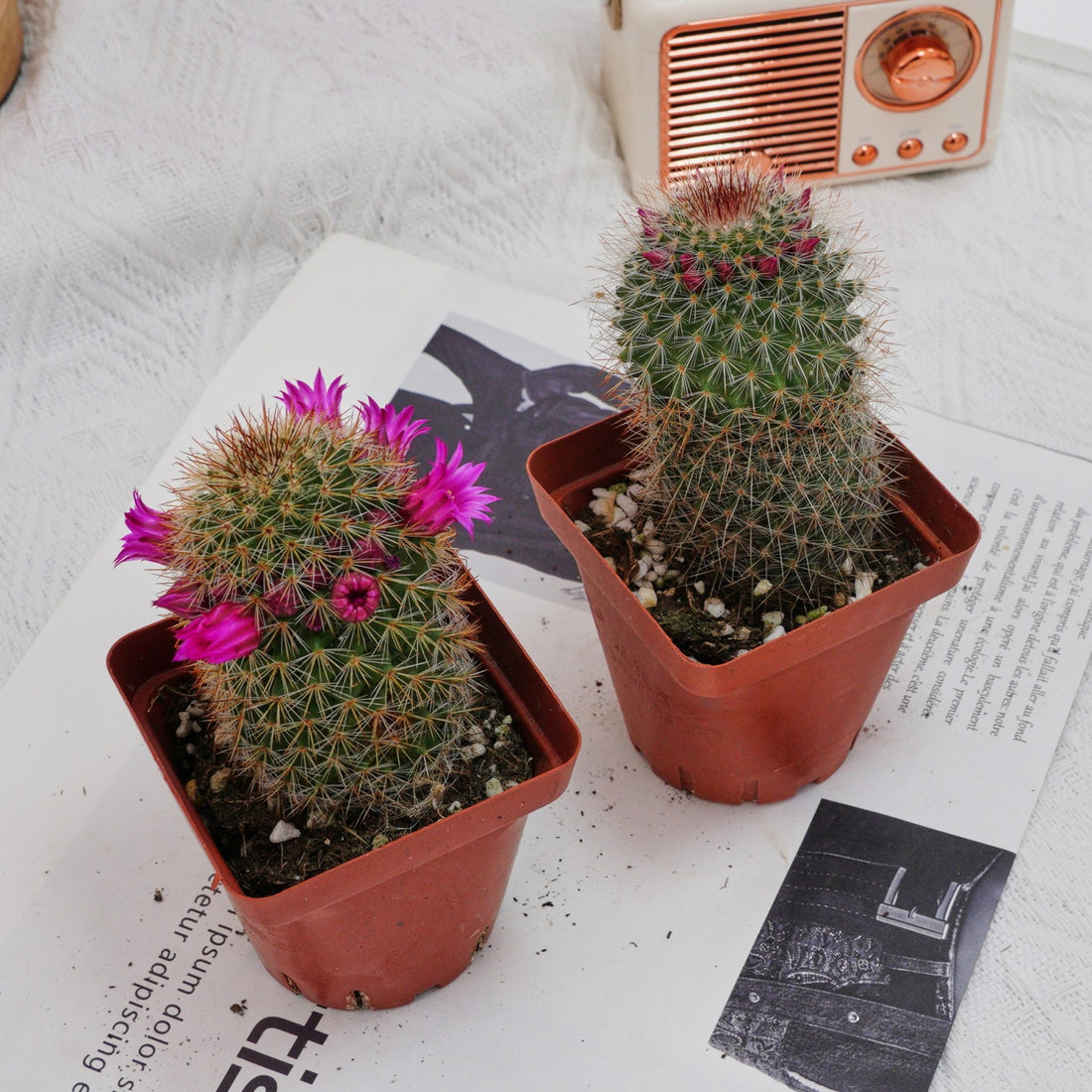 3'' Mammillaria Spinosissima, Rare Live Succulent Plants