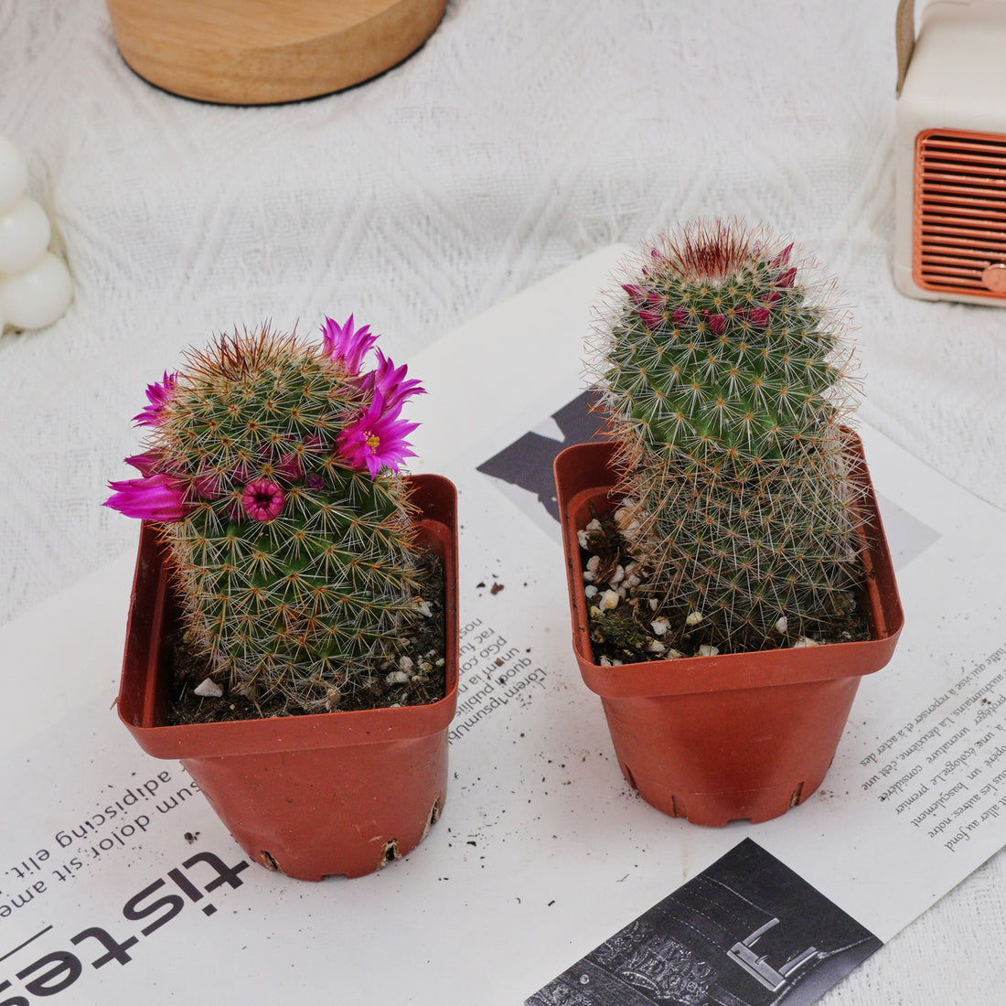 3'' Mammillaria Spinosissima, Rare Live Succulent Plants
