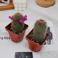3'' Mammillaria Spinosissima, Rare Live Succulent Plants