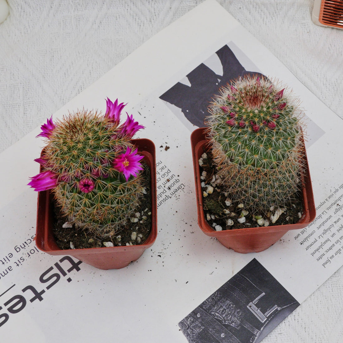 3'' Mammillaria Spinosissima, Rare Live Succulent Plants