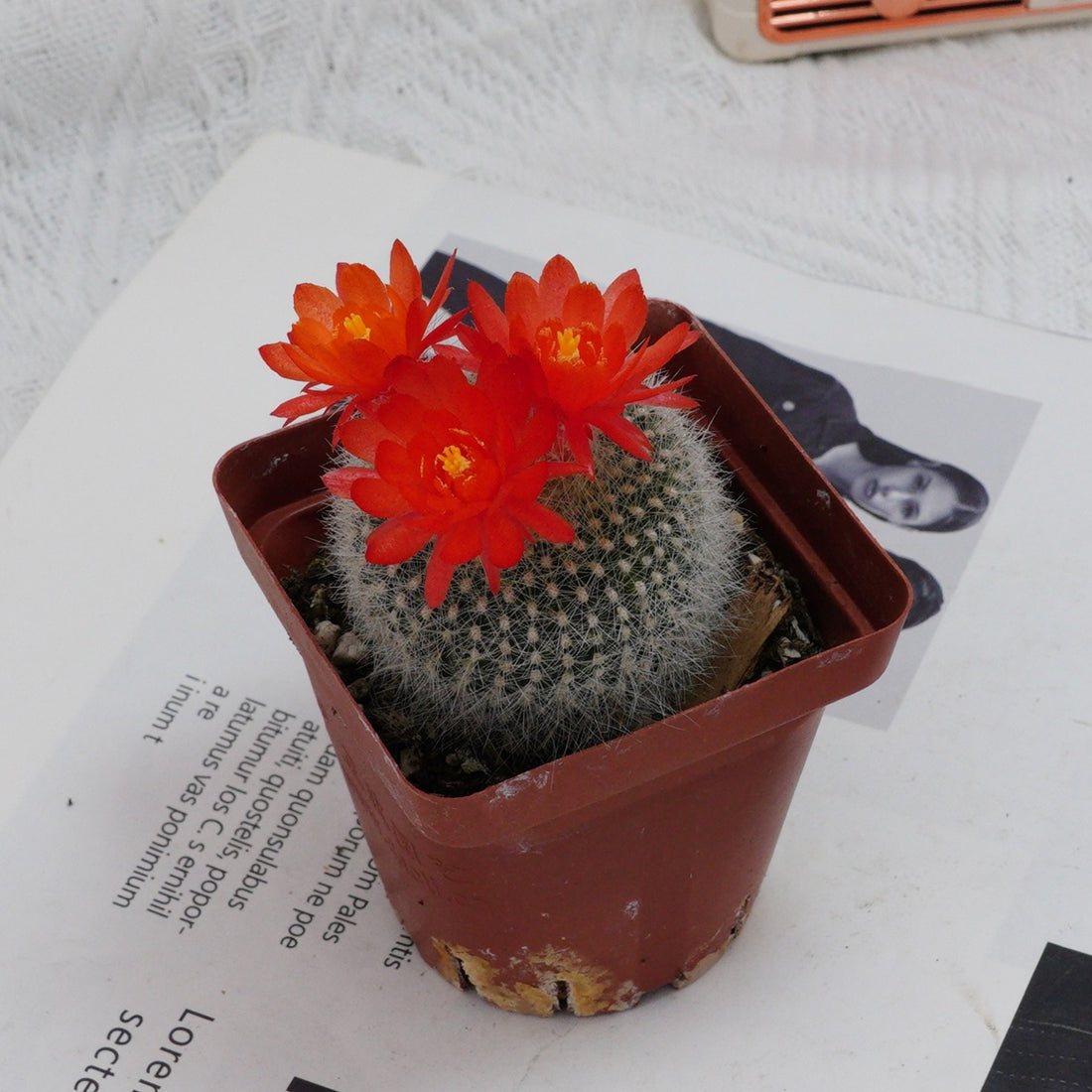 3'' Parodia Haselbergii, Rare Live Succulent Plants