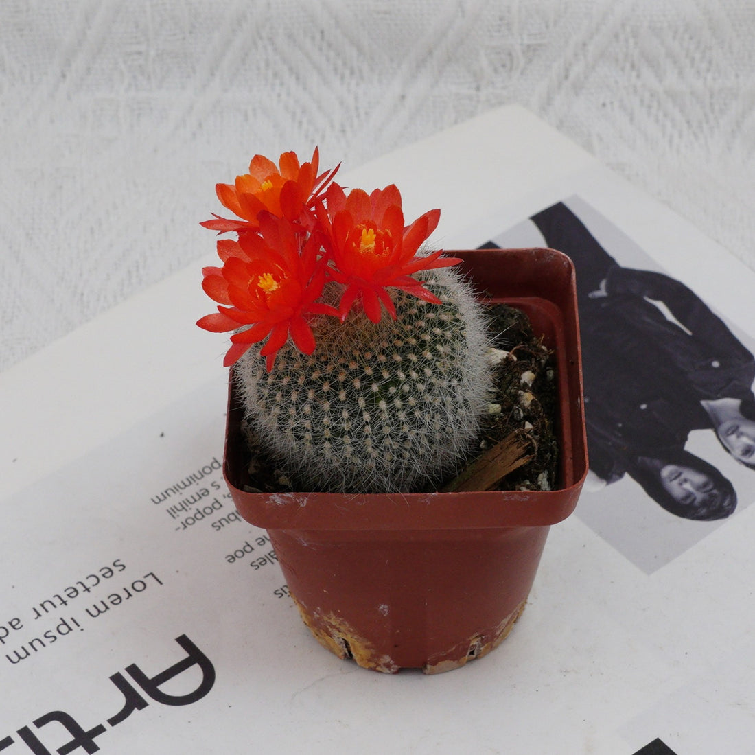 3'' Parodia Haselbergii, Rare Live Succulent Plants