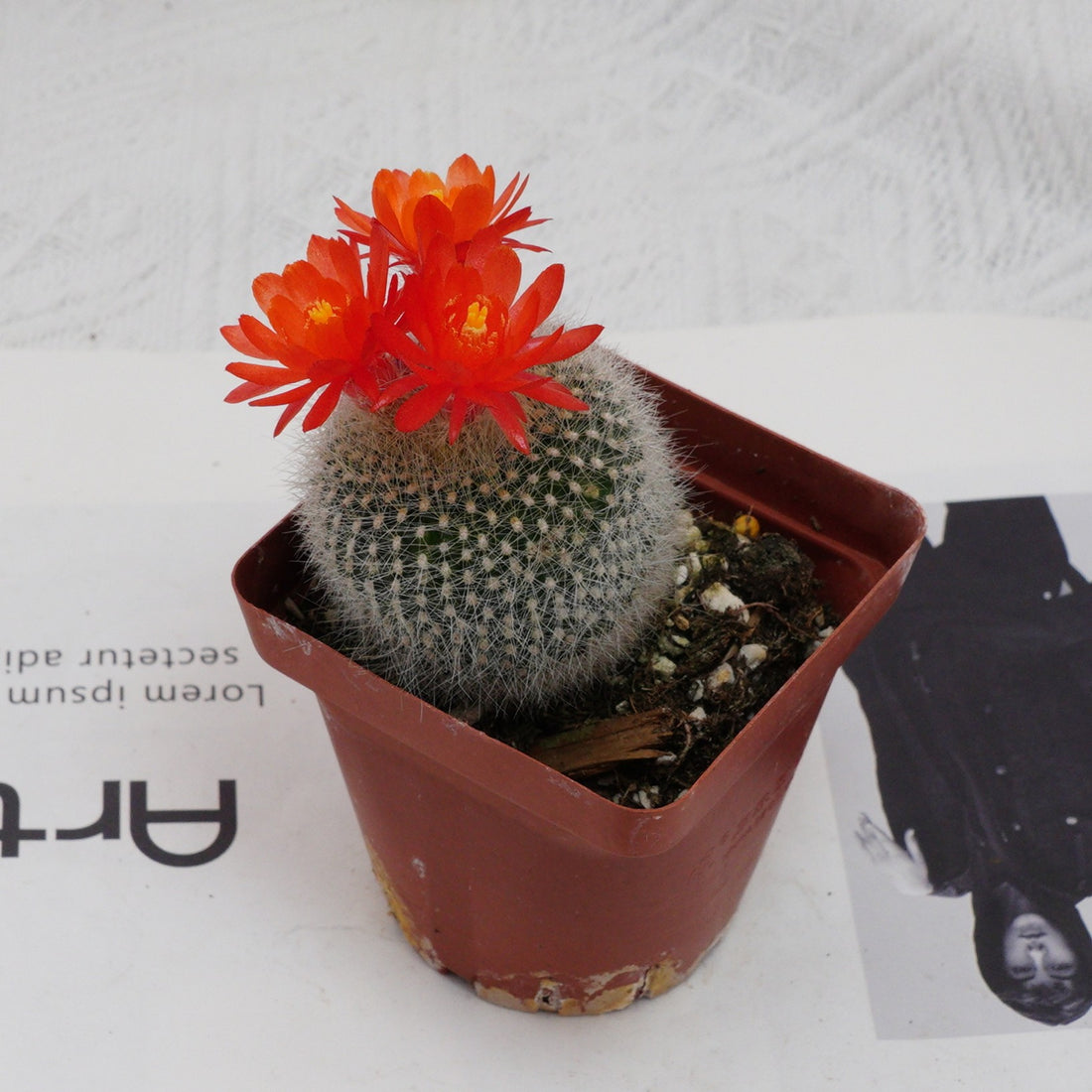 3'' Parodia Haselbergii, Rare Live Succulent Plants
