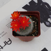 3'' Parodia Haselbergii, Rare Live Succulent Plants