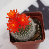 3'' Parodia Haselbergii, Rare Live Succulent Plants