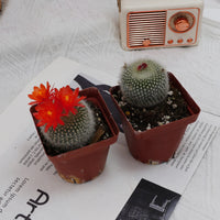 3'' Parodia Haselbergii, Rare Live Succulent Plants