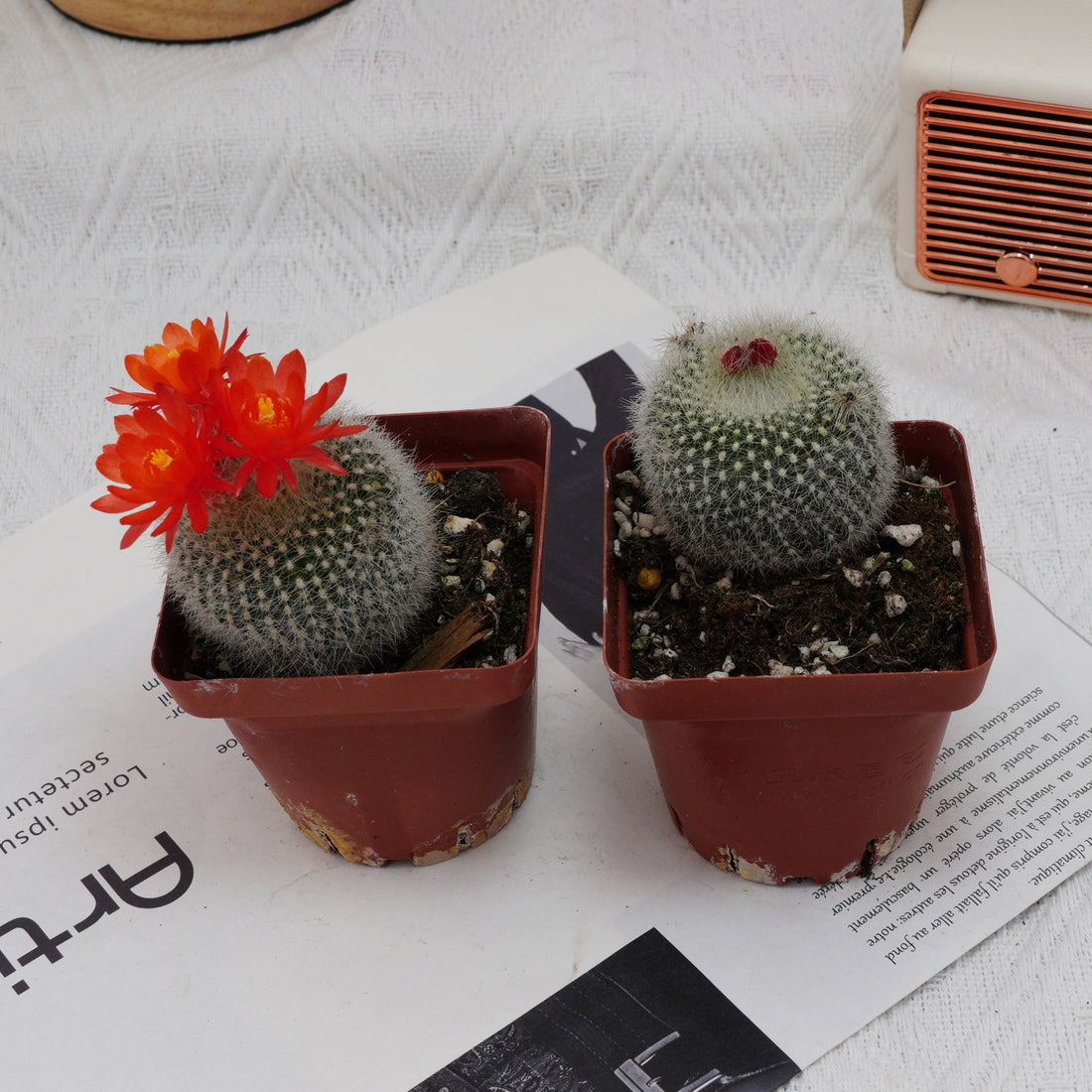 3'' Parodia Haselbergii, Rare Live Succulent Plants