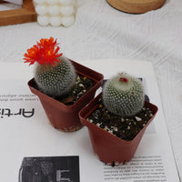 3'' Parodia Haselbergii, Rare Live Succulent Plants
