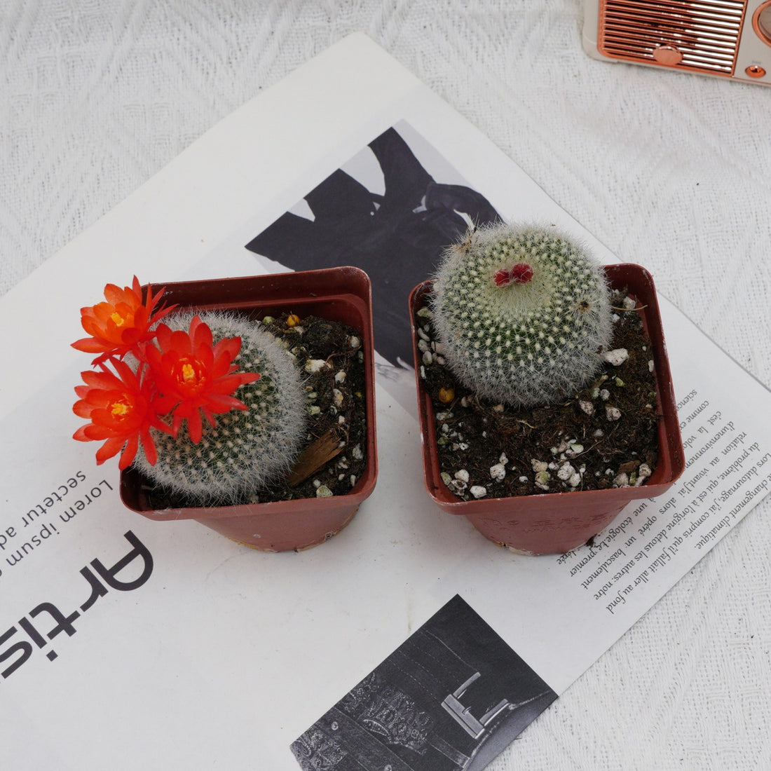 3'' Parodia Haselbergii, Rare Live Succulent Plants