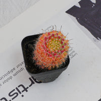 3'' Mammillaria Jaliscana Red, Rare Live Succulent Plants