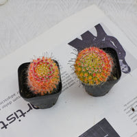 3'' Mammillaria Jaliscana Red, Rare Live Succulent Plants