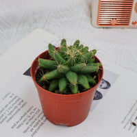 3'' Mammillaria Elongata, Rare Live Succulent Plants