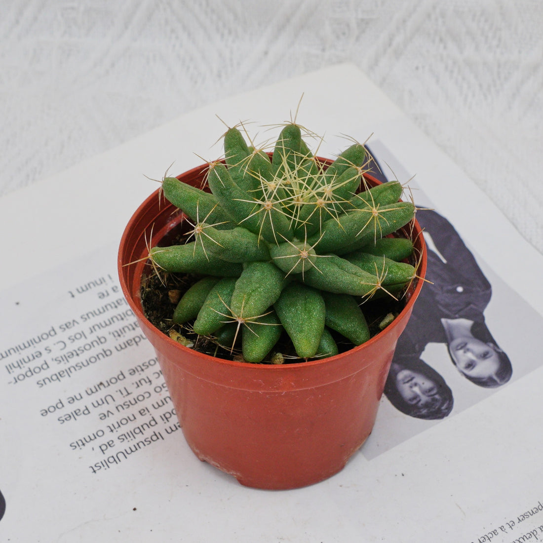 3'' Mammillaria Elongata, Rare Live Succulent Plants