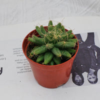 3'' Mammillaria Elongata, Rare Live Succulent Plants