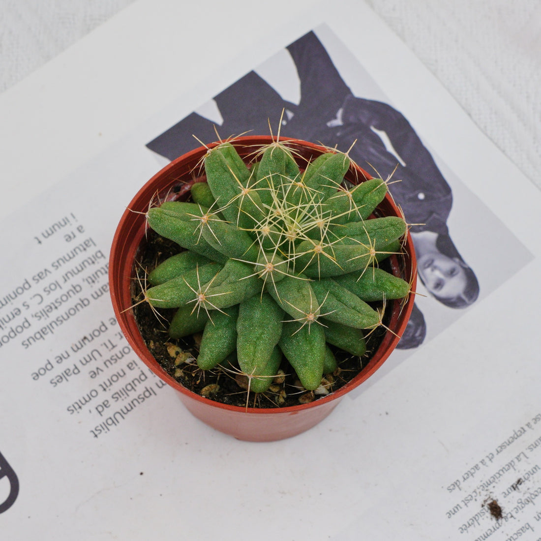 3'' Mammillaria Elongata, Rare Live Succulent Plants