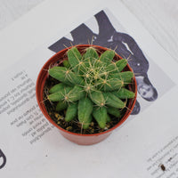 3'' Mammillaria Elongata, Rare Live Succulent Plants