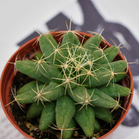 3'' Mammillaria Elongata, Rare Live Succulent Plants