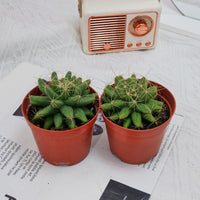3'' Mammillaria Elongata, Rare Live Succulent Plants