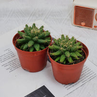 3'' Mammillaria Elongata, Rare Live Succulent Plants