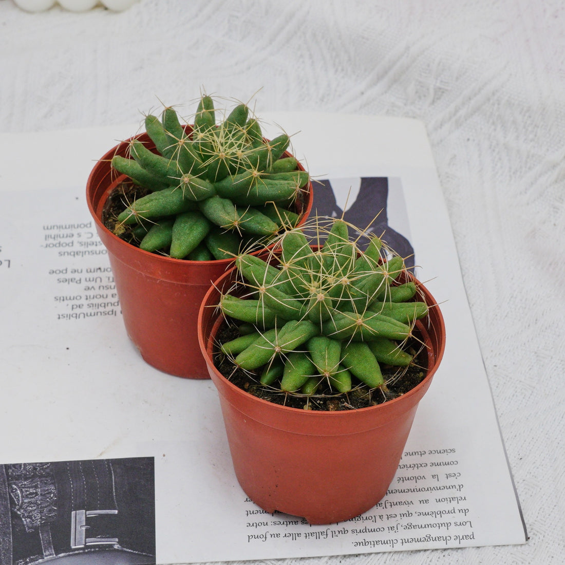 3'' Mammillaria Elongata, Rare Live Succulent Plants
