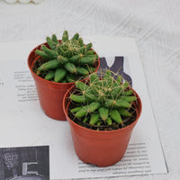 3'' Mammillaria Elongata, Rare Live Succulent Plants