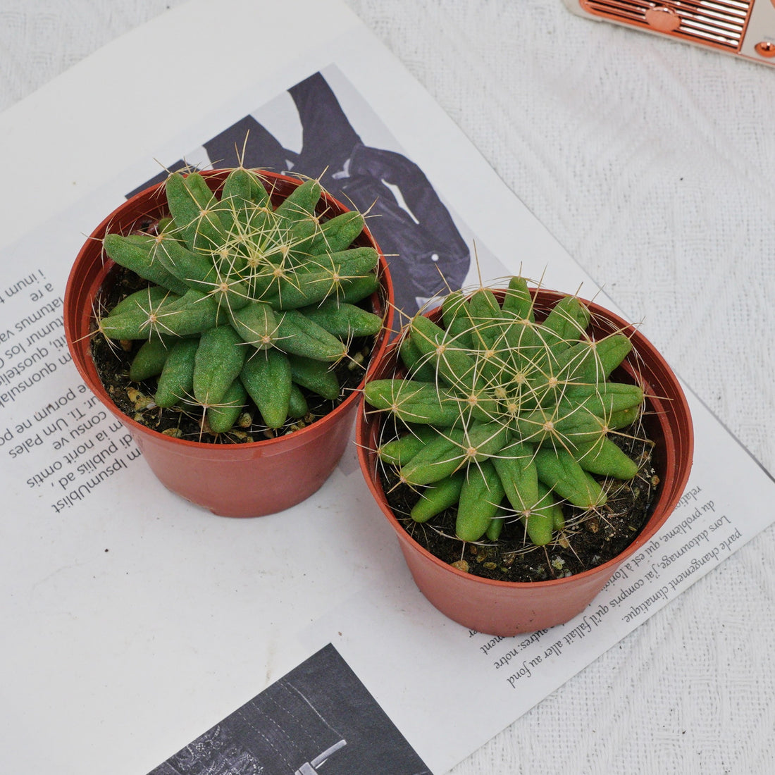 3'' Mammillaria Elongata, Rare Live Succulent Plants