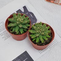 3'' Mammillaria Elongata, Rare Live Succulent Plants