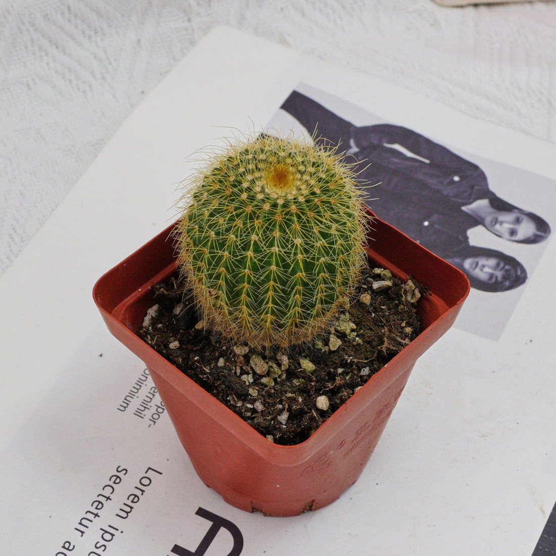 3'' Echinocactus Grusonii Golden Barrel, Rare Live Succulent Plants