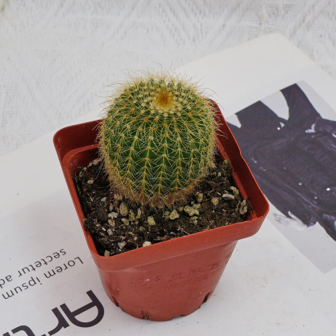 3'' Echinocactus Grusonii Golden Barrel, Rare Live Succulent Plants