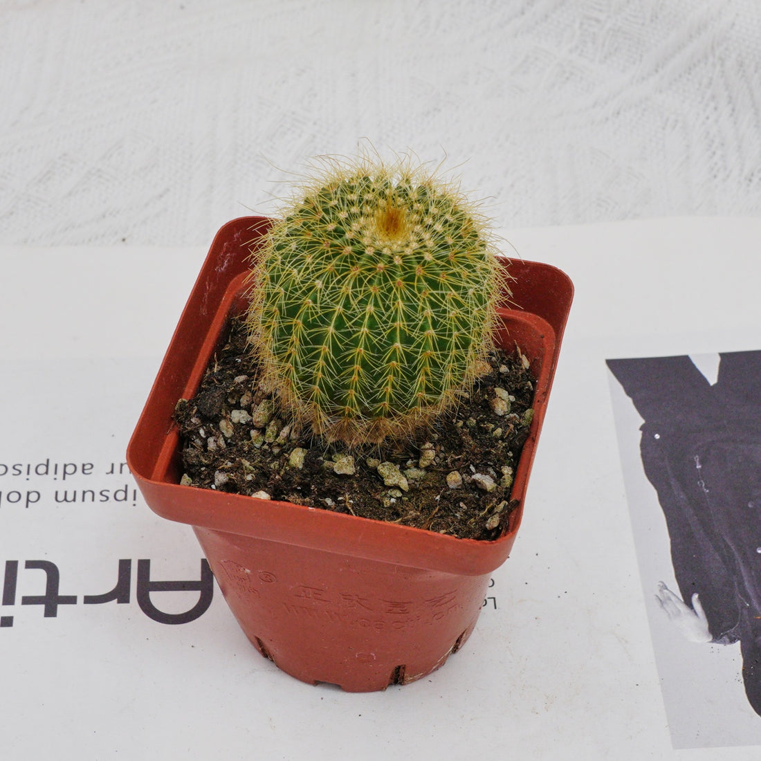 3'' Echinocactus Grusonii Golden Barrel, Rare Live Succulent Plants