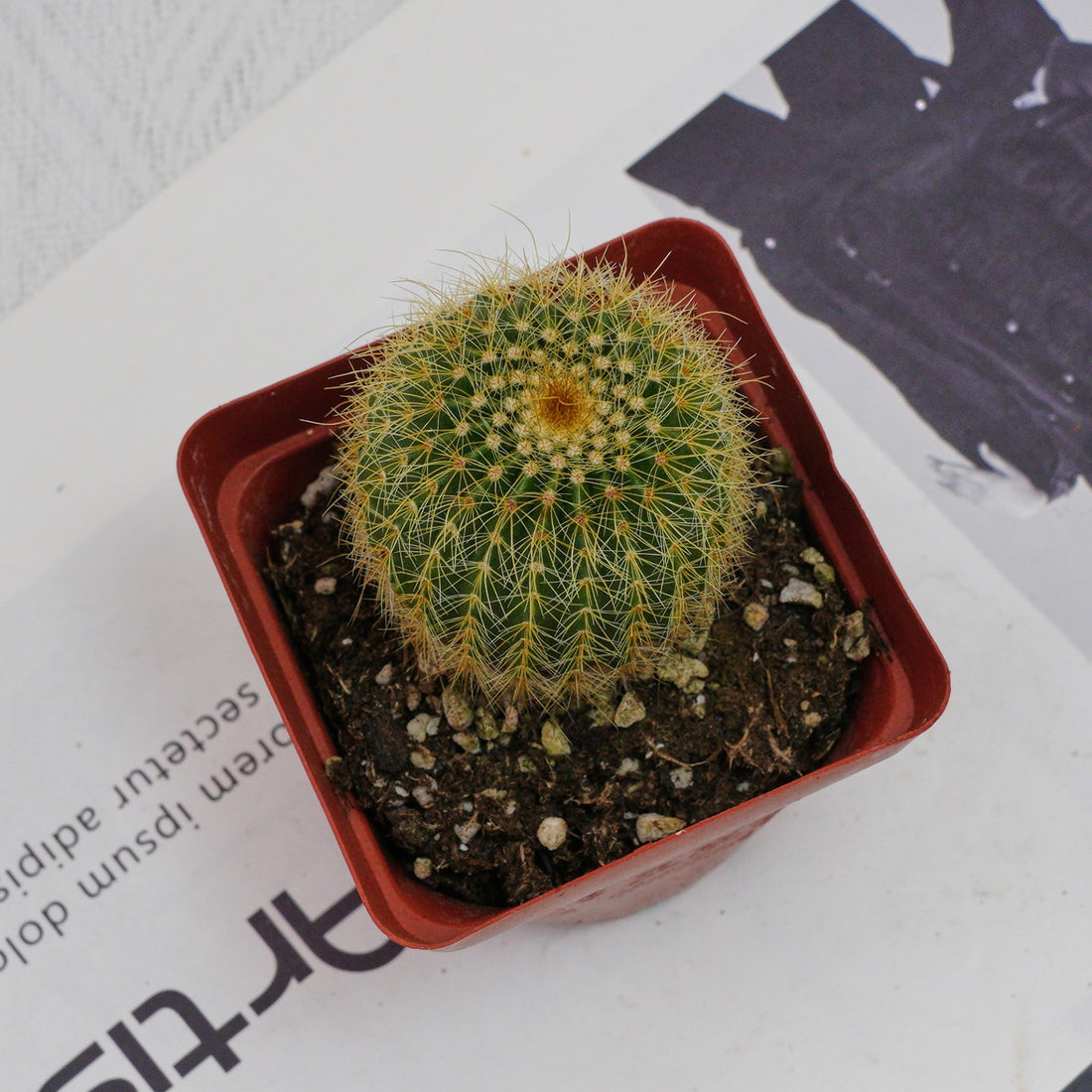 3'' Echinocactus Grusonii Golden Barrel, Rare Live Succulent Plants