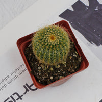 3'' Echinocactus Grusonii Golden Barrel, Rare Live Succulent Plants