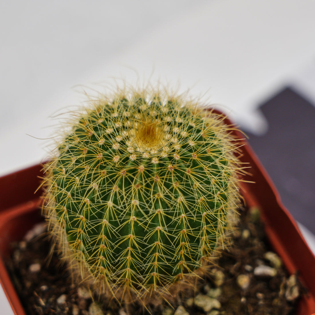 3'' Echinocactus Grusonii Golden Barrel, Rare Live Succulent Plants