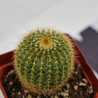 3'' Echinocactus Grusonii Golden Barrel, Rare Live Succulent Plants