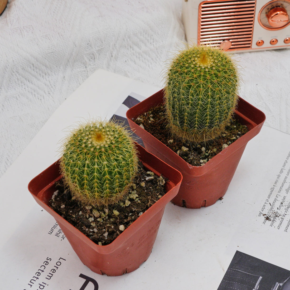 3'' Echinocactus Grusonii Golden Barrel, Rare Live Succulent Plants