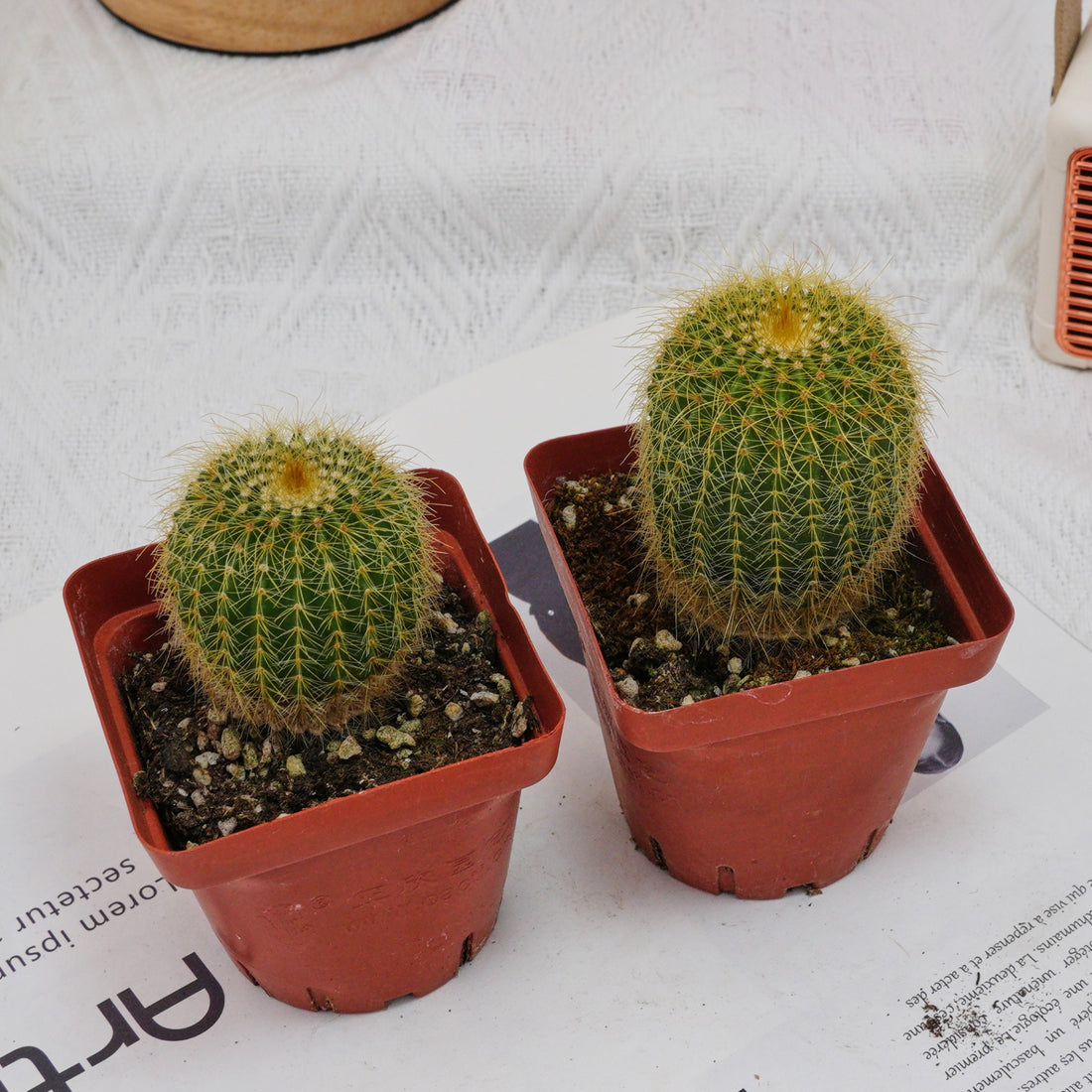 3'' Echinocactus Grusonii Golden Barrel, Rare Live Succulent Plants