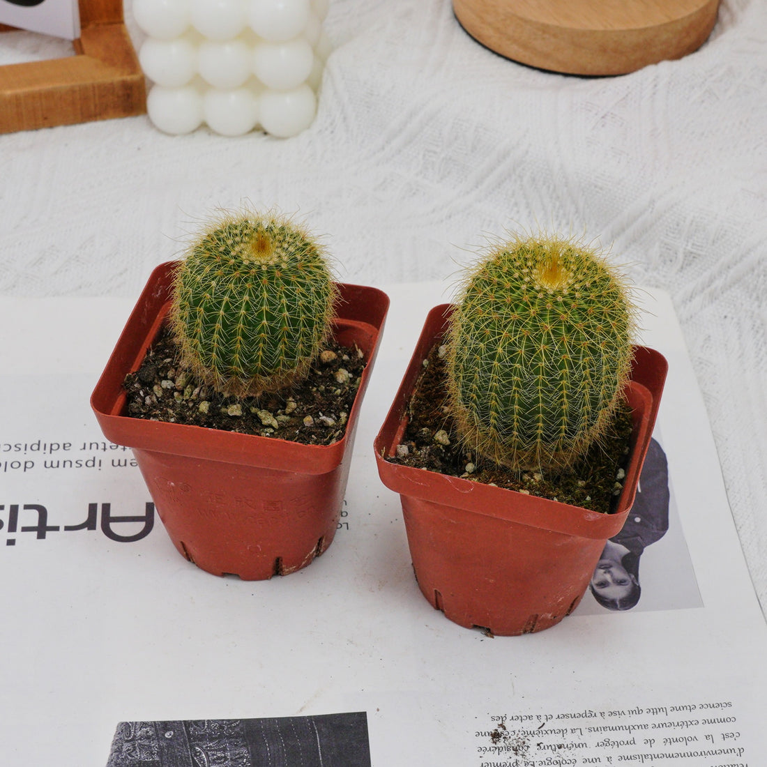 3'' Echinocactus Grusonii Golden Barrel, Rare Live Succulent Plants