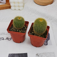 3'' Echinocactus Grusonii Golden Barrel, Rare Live Succulent Plants