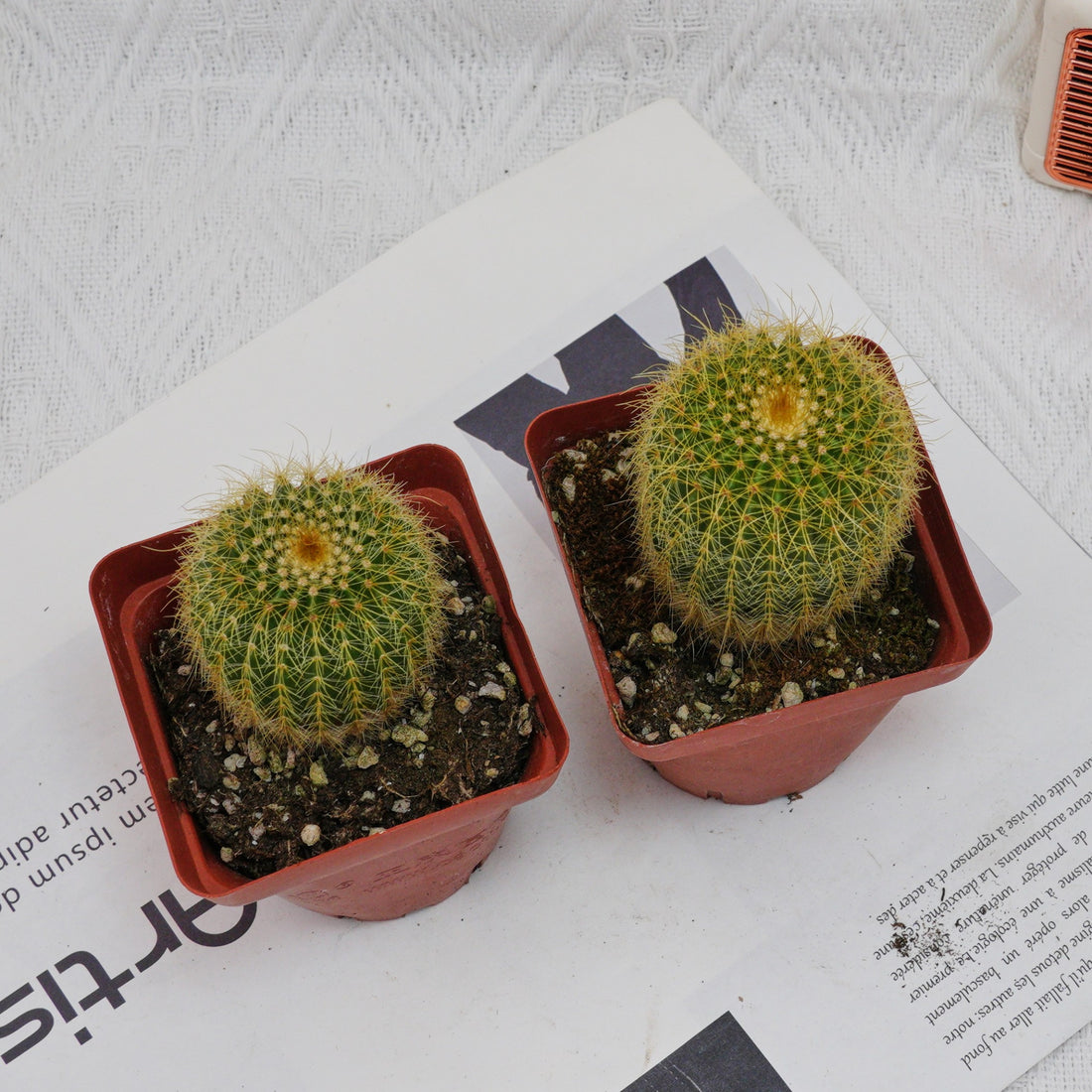 3'' Echinocactus Grusonii Golden Barrel, Rare Live Succulent Plants