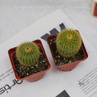 3'' Echinocactus Grusonii Golden Barrel, Rare Live Succulent Plants