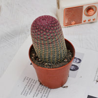 4'' Echinocereus Rigidissimus, Rare Live Succulent Plants