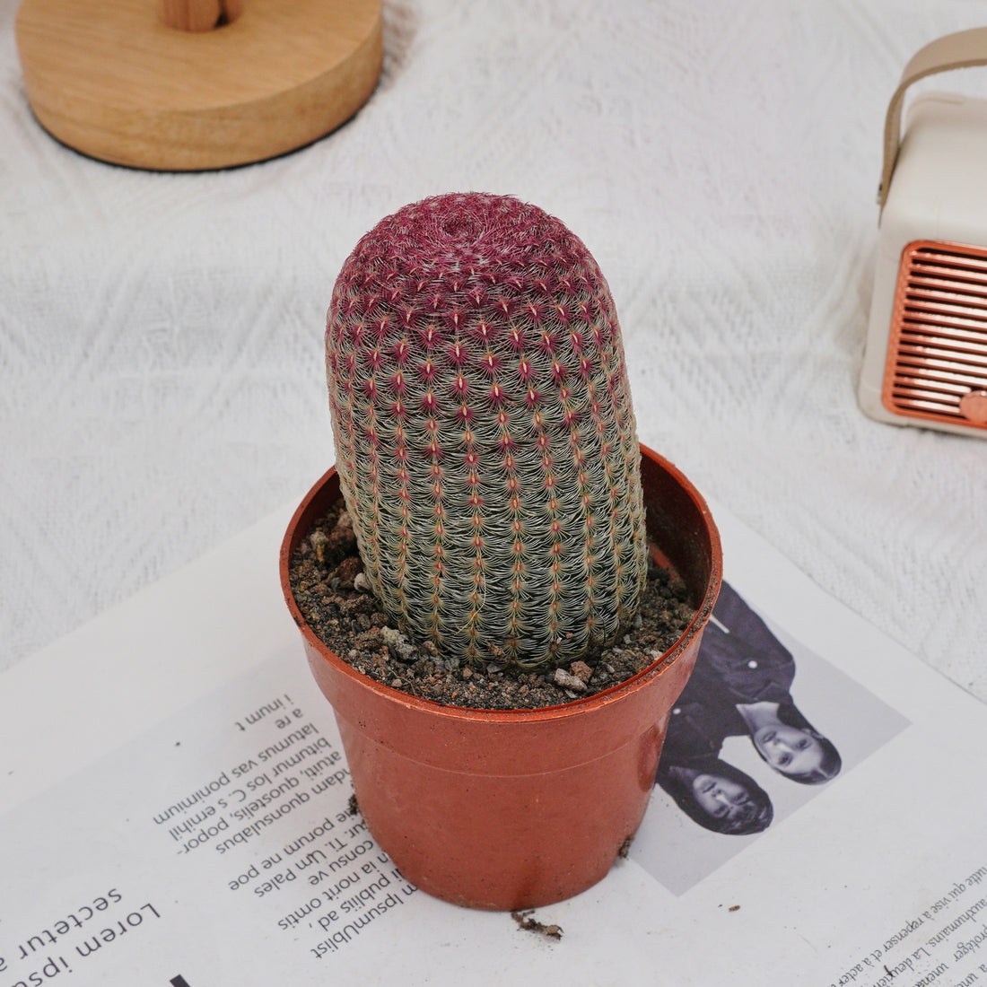 4'' Echinocereus Rigidissimus, Rare Live Succulent Plants