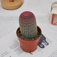 4'' Echinocereus Rigidissimus, Rare Live Succulent Plants