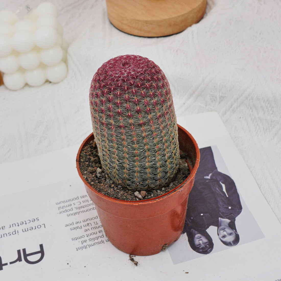 4'' Echinocereus Rigidissimus, Rare Live Succulent Plants