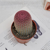 4'' Echinocereus Rigidissimus, Rare Live Succulent Plants