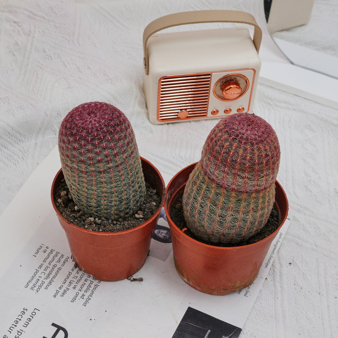 4'' Echinocereus Rigidissimus, Rare Live Succulent Plants