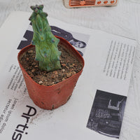 3'' Lophocereus Schottii Monstrosus, Rare Live Succulent Plants