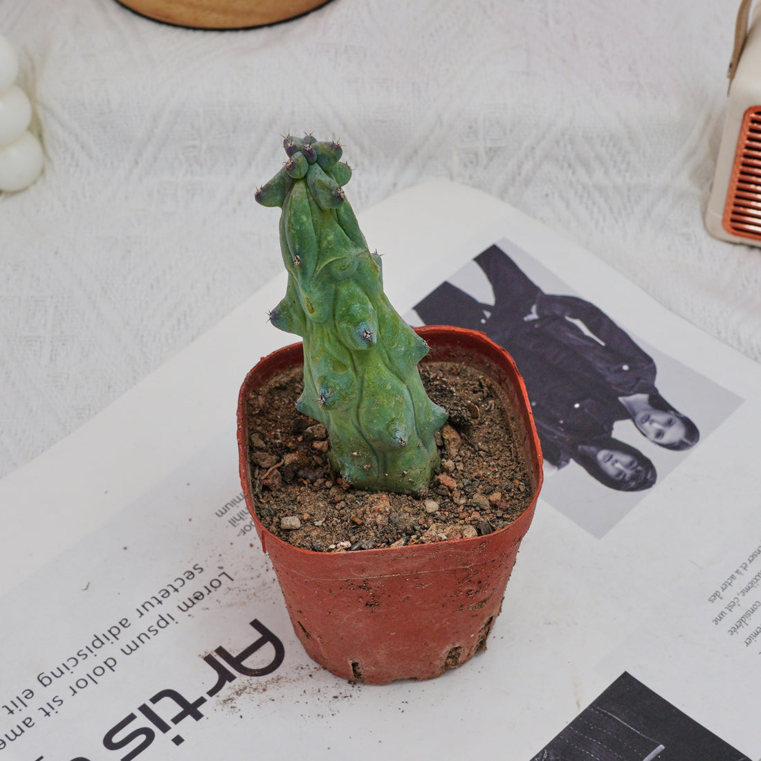 3'' Lophocereus Schottii Monstrosus, Rare Live Succulent Plants