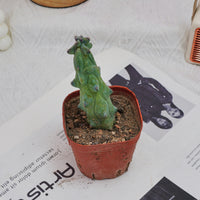 3'' Lophocereus Schottii Monstrosus, Rare Live Succulent Plants