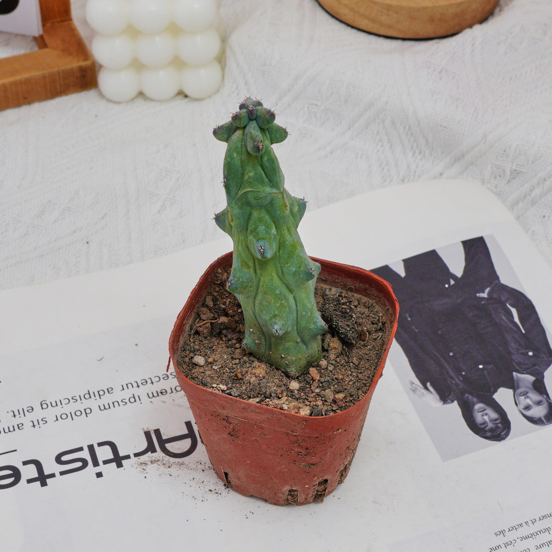 3'' Lophocereus Schottii Monstrosus, Rare Live Succulent Plants